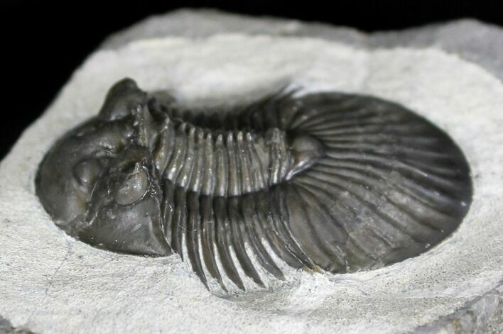 Platyscutellum Trilobite With Axial Spines #28765
